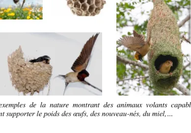 Figure  1.  Quelques  exemples  de  la  nature  montrant  des  animaux  volants  capables  de  construire  des  structures robustes pouvant supporter le poids des œufs, des nouveau-nés, du miel,… 