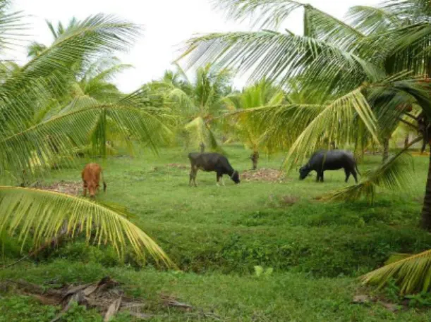 Fig. 1: Cattle grazing in a young stand of coconut  palms in Tamil Nadu (India) 