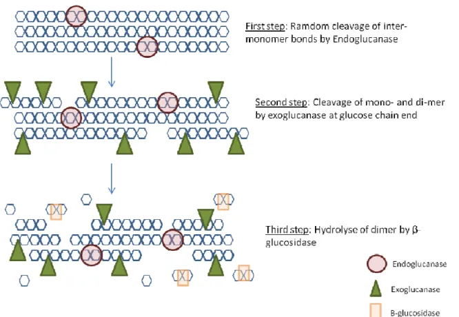 Fig. 1: Cellulose hydrolysis 