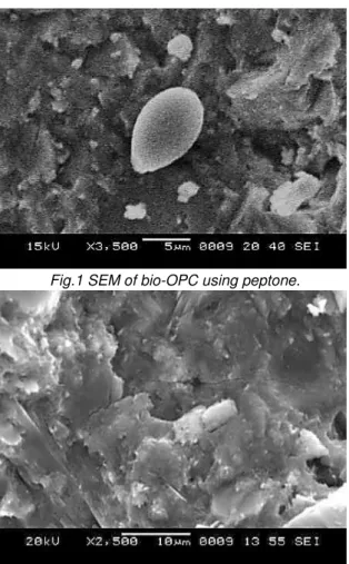 Fig. 2 SEM of bio-OPC using lentil seed. 