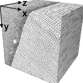 Fig. 6: A 3D view on ImageJ of the ROI of a dried  specimen with the latewood/early wood transition