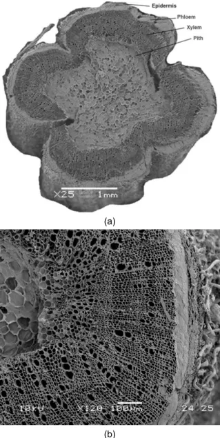 Fig. 3 Longitudinal section through a hemp shiv  revealing cell wall perforations 