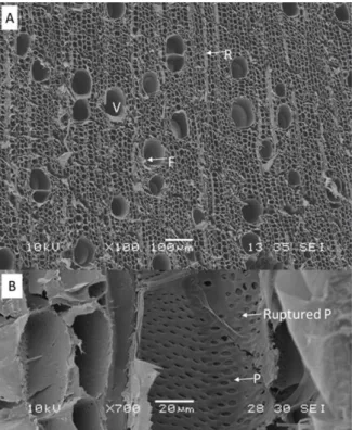 Fig. 5 Scanning electron micrograph of the porous  hemp shiv, showing Interface between zones with  smaller (lower) and larger (upper) longitudinal cells (A)