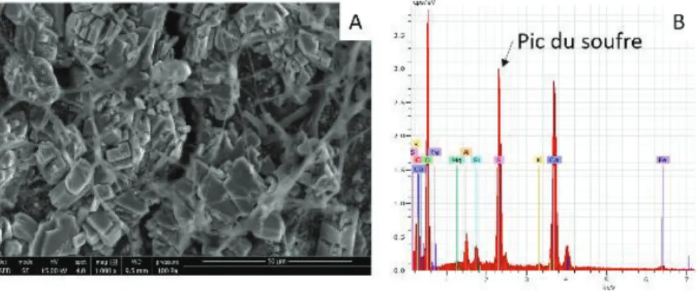 Figure 3 Image MEB (A) et spectre EDS (B) d'échantillon de pâtes de ciment CSA B du site S1u.