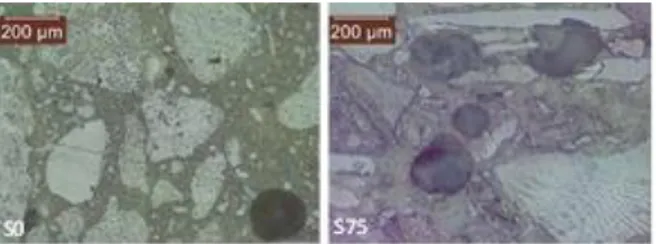 Fig. 63 : Optical microscope microphotographies of  hydrated lime mortars at 365 days