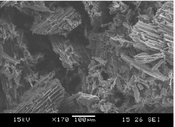 Fig. 1  shows scanning electron micrograph of particles  and pores formed during pyrolysis in biochar prepared  at 500˚C