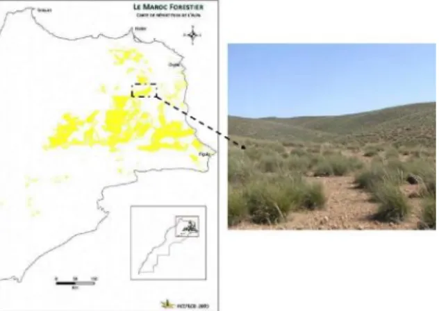 Fig. 96: Alfa plant region distribution in Morocco. 