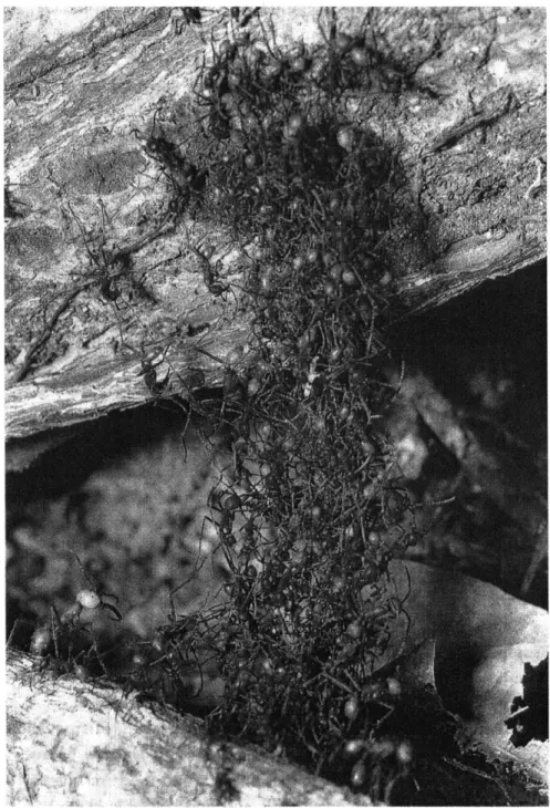 Figure  3:  Raider  ants  Eciton  burchelli building  a  bridge  from  their  own bodies