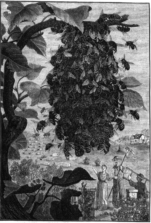Figure 4:  A  small  afterswarm  as  pictured  in A.I.  Root's  1912  guide ABC and XYZ  of Beekeeping  [Rootl2]