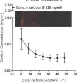 Figure  4.  Dextran  diffusion  within  SC-3  cell  clusters  taken  from  spinner  flask  suspension  culture,  after  a  4-hour incubation  in  0.125  mg/ml  10-kDa  Texas  Red  dextran