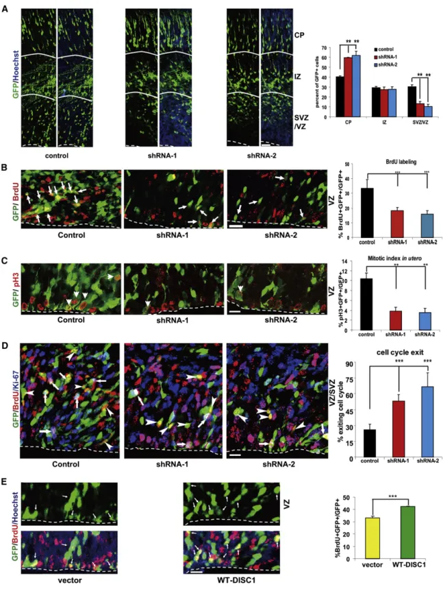 Figure 2. DISC1 Regulates Progenitor Cell Proliferation In Utero