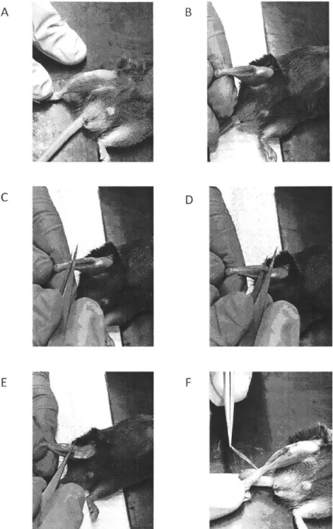 Fig.  4:  EDL  Muscle  dissection  from  the  hindlimb.  (A-E):  Sequential  steps of dissection  involving removing  the  tibialis anterior  muscle as well  as isolating the  EDL  muscle  from  the  rest of the