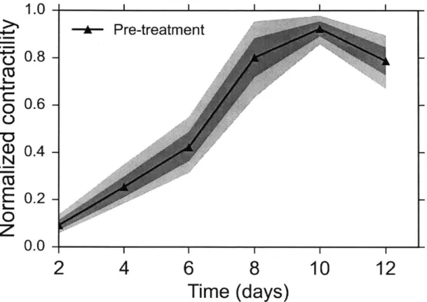Fig.  18:  Time-course of active  contraction of C2C12  based  3D  muscle tissues.  The contractility  seems to saturate  (or change  slower) after day 8 and peak  contraction is reached