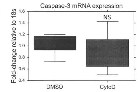 Fig. 22  Caspase-3  mRNA  quantification  (n=3)  after 2  hours of CytoD  0.3[tM  or DMSO treatment