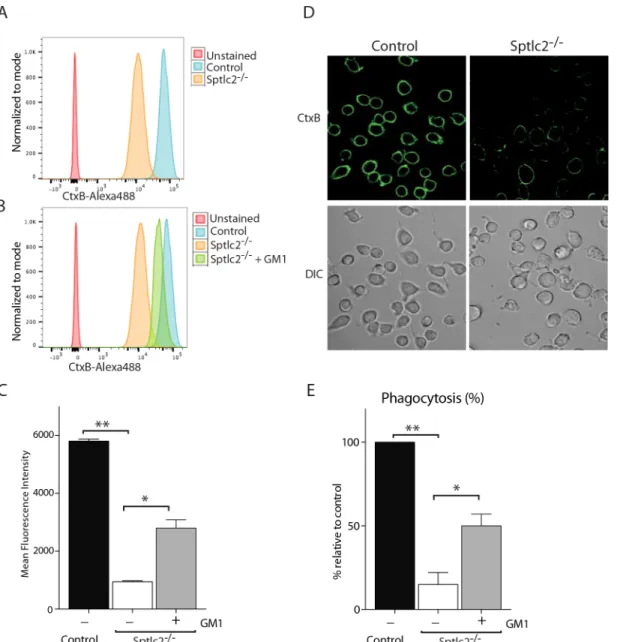 Fig 9. Exogenous addition of GM1 restores the phagocytic ability of Sptlc2 -/- DC2.4 cells
