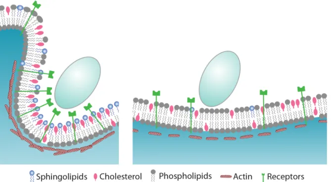 Fig 10. Proposed model for the role of sphingolipids during phagocytosis of C . albicans 