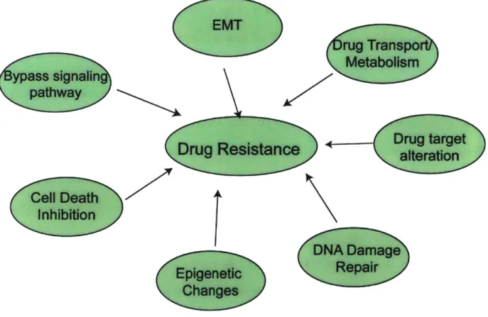 Figure  1.1  Mechanisms  of drug resistance
