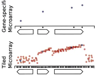 Figure  3-1:  Unbiased  Assessment  of Transcription  via Tiling  Microarrays Older  array  designs  measure  only the  expression  of annotated  transcripts