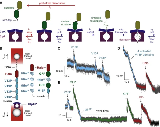 Figure 1A shows a minimal model for ClpXP degradation of a multidomain substrate. Steps colored blue determine the rates of single-molecule unfolding and translocation, whereas these