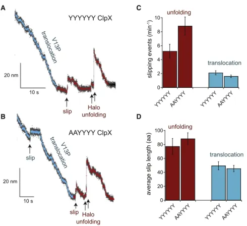 Figure 4. Slipping during Translocation and Unfolding of the Halo-(V13P CM ) 4 -H 6 -ssrA Substrate by the YYYYYY and AAYYYY ClpX Enzymes in the Absence of ClpP Data were recorded at average forces of 10 pN (range 6–14 pN) for both YYYYYY and AAYYYY.