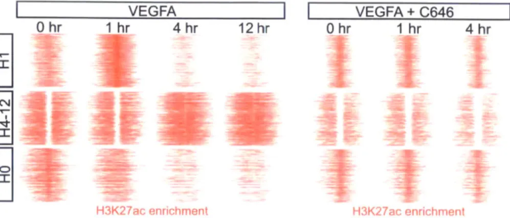 Figure  2-9:  The  most  variant  sites  for  H3K2ac  were  identified,  row-scaled  to  emphasie time  dependent patterns,  and  then grouped  by  heirarchial  clustering.