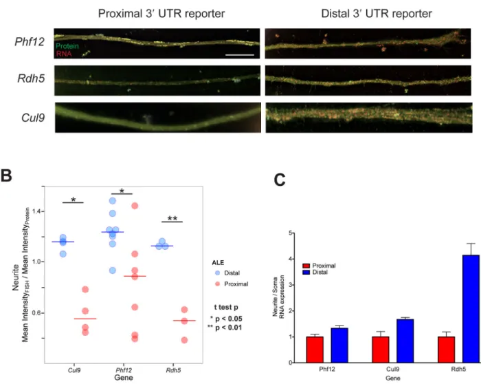Figure 2. 3′ UTRs of neurite distal ALE isoforms confer neurite localization