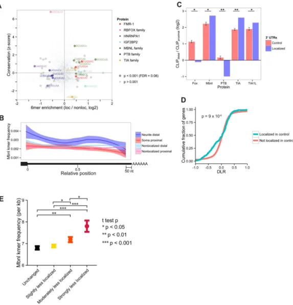 Figure 4. Mbnl motifs are enriched and conserved within localized distal ALEs, and Mbnl  promotes RNA localization to projections