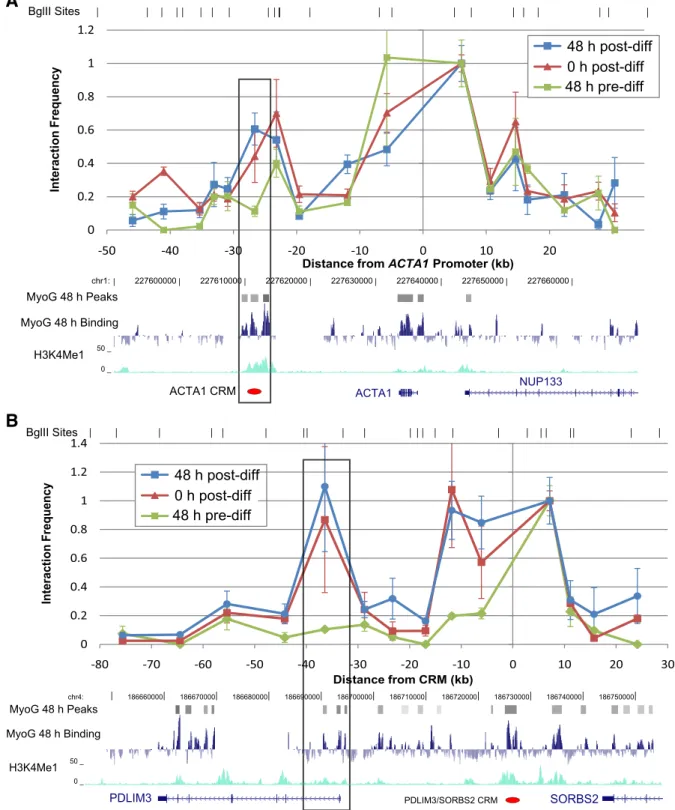 Fig. 3. 3C evidence that CRMs physically interact with muscle gene promoters 20–35 kb away during (0 h and 48 h) but not before (−48 h) differentiation