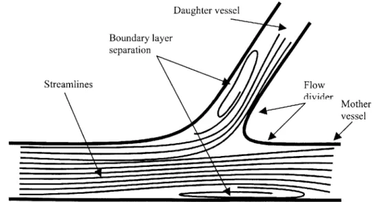Figure  1-2:  Flow through  a  simple bifurcation  - regions  of boundary  layer separation.