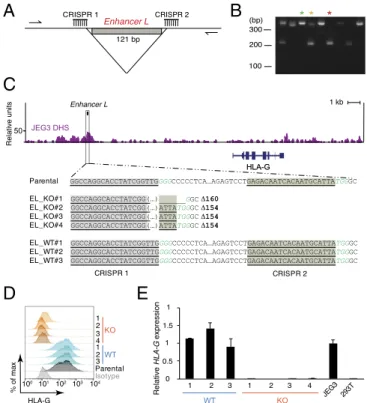 Fig. 2. Enhancer L is required for HLA-G expression in the JEG3 trophoblast cell line
