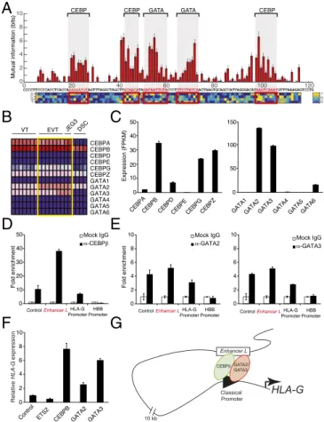 Fig. 4. Trophoblast CEBP and GATA factors regulate HLA-G expression.