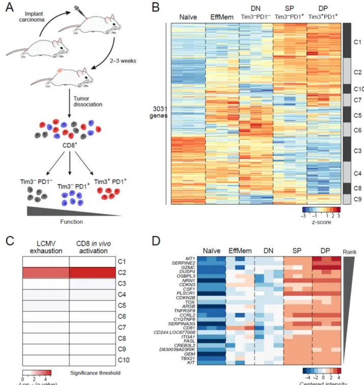 Figure 1. CD8 +  T cell dysfunction and activation are transcriptionally intertwined