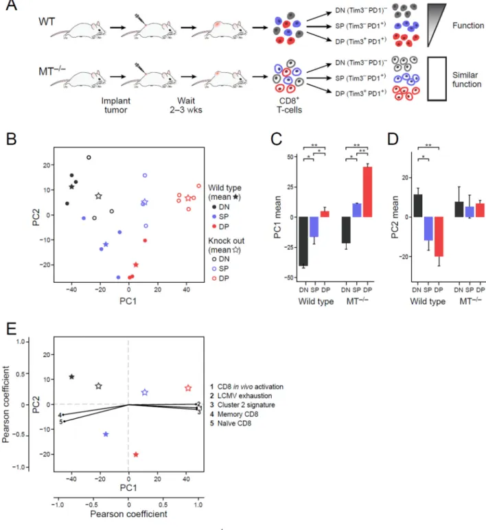 Figure 3. Transcriptional profiling of MT −/−  enables uncoupling of activation and dysfunction in  CD8 +  TILs