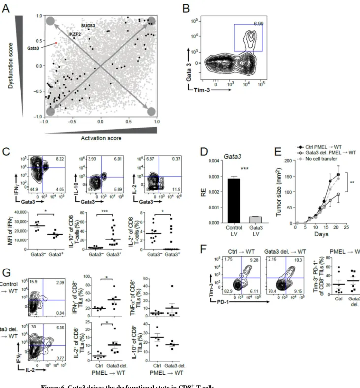 Figure 6. Gata3 drives the dysfunctional state in CD8 +  T cells