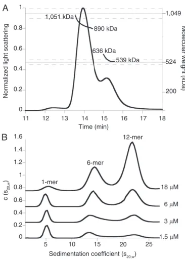 Fig. 1. Lon assembles into dodecamers as well as hexamers. (A) Catalytically inactive Lon S679A (24- μ M loading concentration) formed hexamers (expected M R ∼ 525 kDa) and dodecamers (expected M R ∼ 1,050 kDa) in SEC-MALS experiments