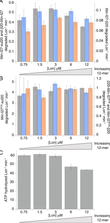 Fig. 7. Potential roles of Lon hexamers and dodecamers in intracellular protein degradation.