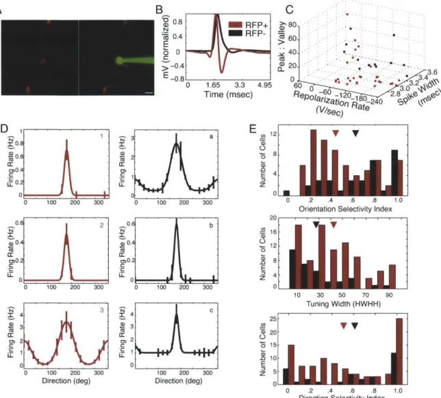 Figure  2.2.  Two-photon  guided  cell-attached  recordings  of  PV+  interneurons  reveal  sharp orientation  tuning  in  a  subset  of PV+  neurons