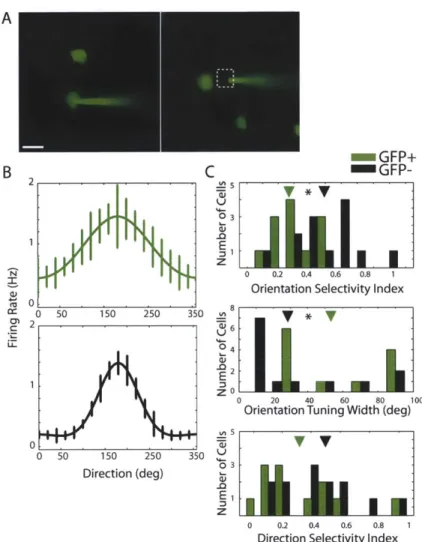 Figure  2.4.  GFP+  (GABAergic)  neurons  are  significantly  less  tuned  than  GFP-  (non-GABAergic) neurons  in the  GAD67-GFP  (Aneo)  knock-in  mouse  line