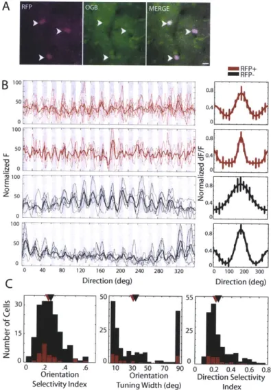 Figure  2.5.  In  vivo  two-photon  calcium  imaging  of  RFP+  and  RFP-  neurons  reveals  extensive overlap  in  the orientation  tuning  properties  of  PV+  interneurons  and  the  unlabeled  population
