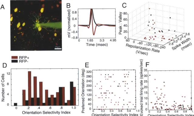 Figure  3.1.  Targeted  cell-attached  recordings  from  RFP+  neurons  reveal  a  range  of orientation selectivity