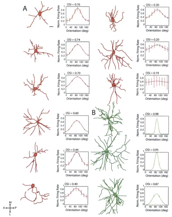 Figure  3.2:  Relating  structure and  functional  responses  in RFP+/PV+ neurons  and GFP+  pyramidal neurons