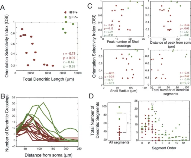 Figure  3.3.  Dendritic  morphology  distinguishes  PV+  neurons  from  pyramidal  neurons, and  several structural  features  of  dendrites  correlate  with  orientation  selectivity  in  RFP+/PV+  neurons