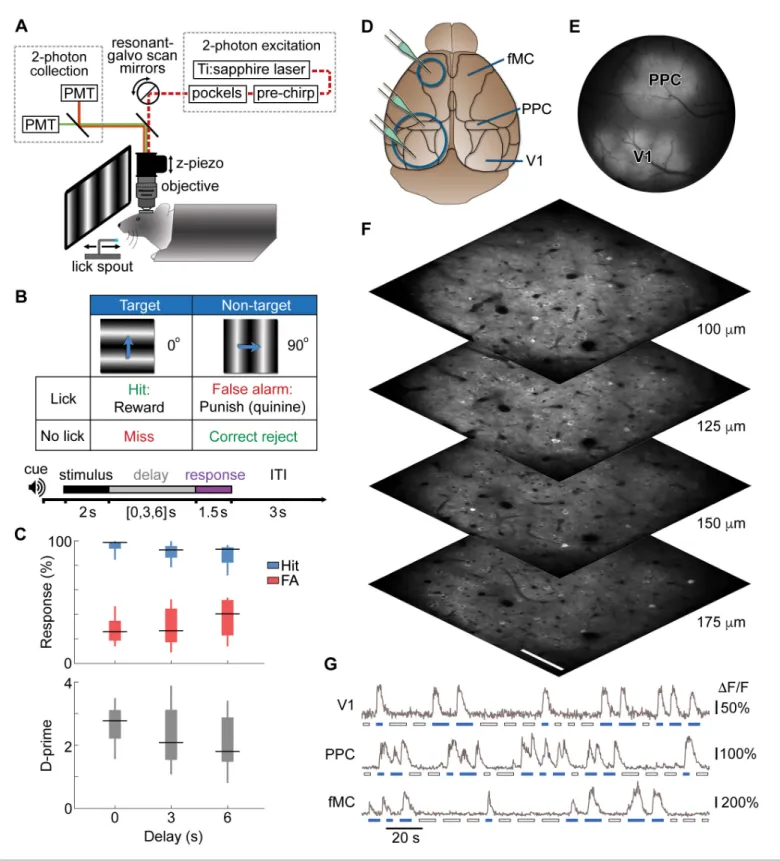 Figure 1. Calcium imaging during a memory-guided task. (A) Experimental setup for 2-photon imaging in head-fixed mice performing a memory- memory-guided visual discrimination task