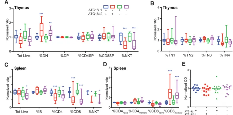 Fig. 3. Impact of ATG16L1 and/or ATG16L2 loss on T cell development and function.