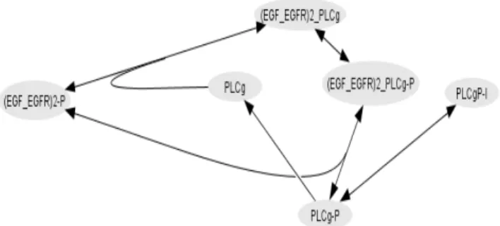 Fig.    3.    Diagrammatic  description  of  Model  2,  second  portion  of  the  whole  EGFR model