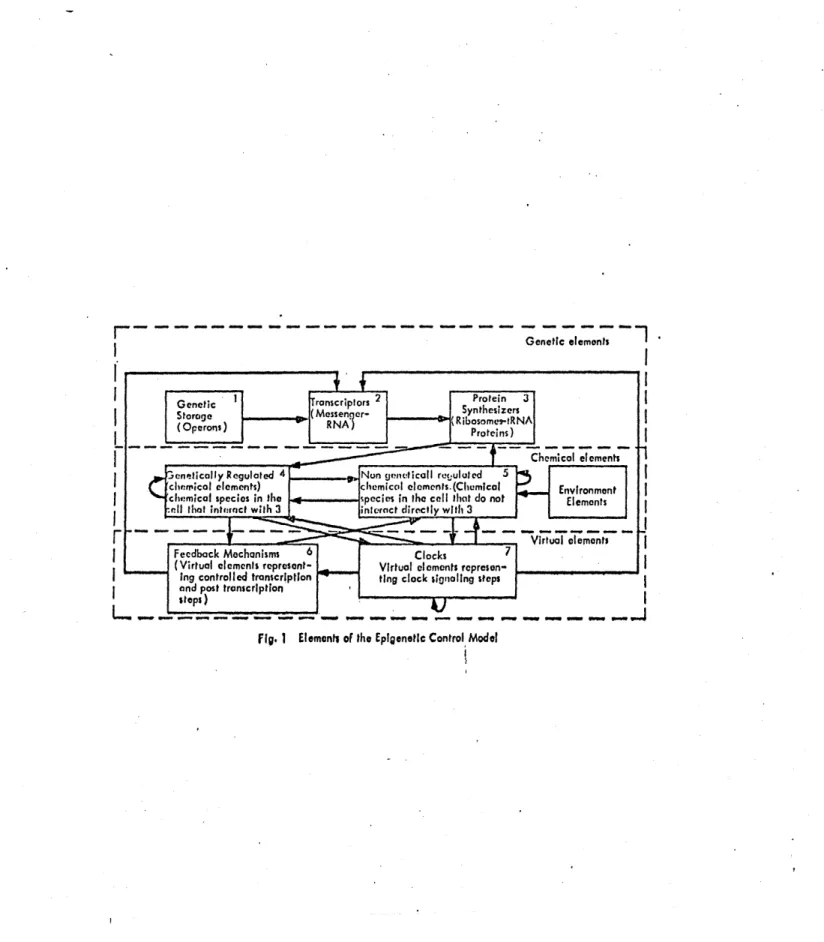 fig.  1  Elements  of  the  E  pigenetic  Control  Model1W