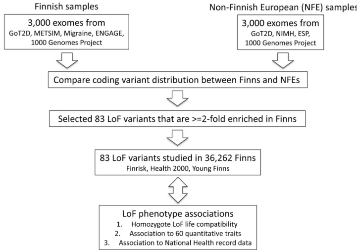 Figure 2. Study design figure for the project. The analysis was performed from an initial set of exome sequences from Finns and NFEs, as well as the selection and survey of the 83 LoF variants across 60 quantitative traits and 13 disease categories.