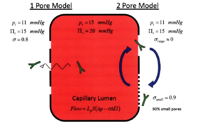 Figure  2.2 - Models of capillary permeability.  Using a single pore model, the larger hydrostatic pressure within the vessel is completely balanced  by the higher osmotic pressure inside the capillary