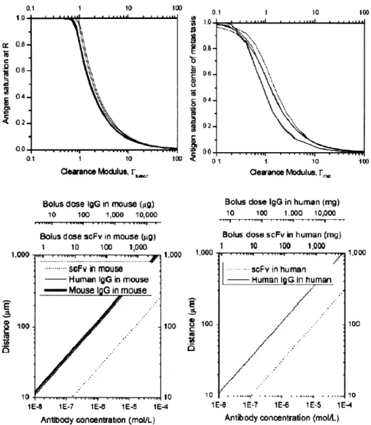 Figure  2.6 - Clearance  modulus simulations.  Numerical  simulations using a Krogh  cylinder (top left) or spherical metastasis (top right) were  run varying the clearance values for IgG  and antibody fragments in mouse and  human (Appendix section 2)