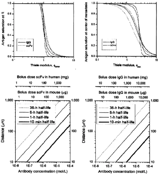 Figure 2.8 - Thiele  modulus simulations.  Numerical simulations examining the distribution of IgG  and  antibody fragments using a Krogh  cylinder (top left) or spherical metastasis  (top right) were performed  with constant plasma  concentrations and  no